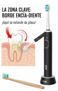 infografia-higiene-dental-borde-encia-diente-clinica-palacios-cipoletti
